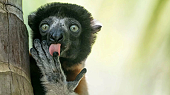 Лисы танцуют, рыбы улыбаются: самые смешные снимки дикой природы