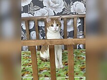 Более 80 тысяч подписали петицию об увольнении проводницы, которая выбросила кота в Кирове