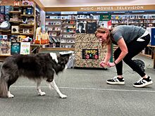 Пёс из США прошёл 17 метров с книгой на голове и стал мировым рекордсменом