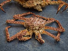 Крабовая афера: в Приморье поймали браконьеров на миллионах ущерба