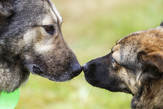 Калининградская зоозащитница: У каждой третьей бездомной собаки в области был хозяин