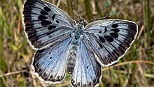 Британского коллекционера впервые признали виновным в убийстве бабочки