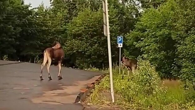 На Мельничной заметили пару лосей