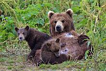 В российском регионе заметили медведицу с пятью медвежатами