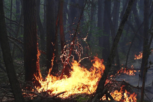 В Хабаровском крае площадь лесных пожаров увеличилась до 47,6 тыс. га