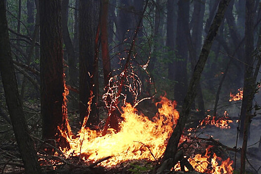 Куксин: в России из-за изменения климата появился еще один пик пожаров