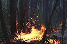 ARER: каждый год на планете Земле в природных пожарах выгорает 3,98 млн кв. км