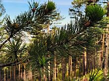 Документы о создании «Читинского бора» проходят финальное согласование