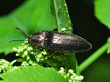 Жук спровоцировал ДТП с четырьмя пострадавшими на Сахалине