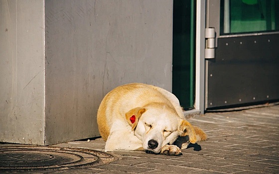 Возбуждено дело о халатности из-за нападения стаи собак на жительницу Ряжска