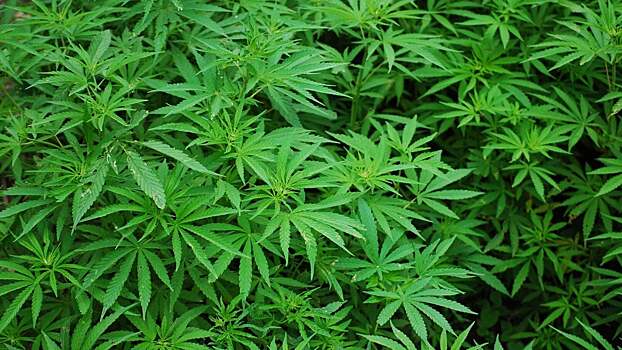 Шюррле и Гетце вложатся в компанию, производящую марихуану для медицинских целей