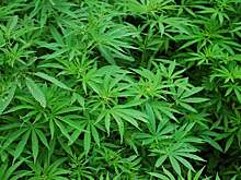 Шюррле и Гетце вложатся в компанию, производящую марихуану для медицинских целей