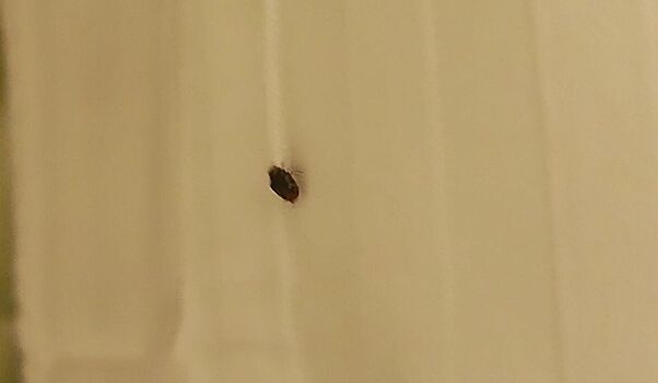 Клоп в гостиничном номере: что делать и на какую компенсацию можно рассчитывать