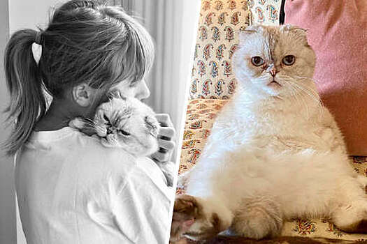 В США океанариум собрал $2,3 млн благодаря футболке с выдрами Тейлор Свифт