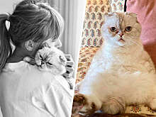 В США океанариум собрал $2,3 млн благодаря футболке с выдрами Тейлор Свифт