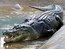 Рыбак неожиданно выловил крокодила-гиганта