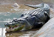 Рыбак неожиданно выловил крокодила-гиганта
