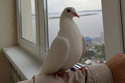 Волонтеры в Саратове ищут улетевшего белого голубя
