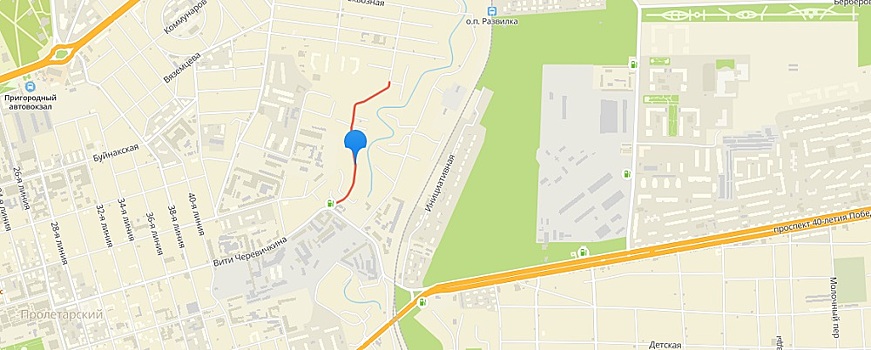 Забегают во дворы: ростовчане снова жалуются на бездомных собак