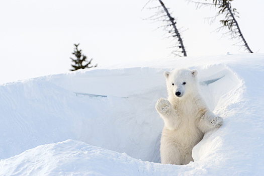 Российские вахтовики спасли от гибели белого медвежонка