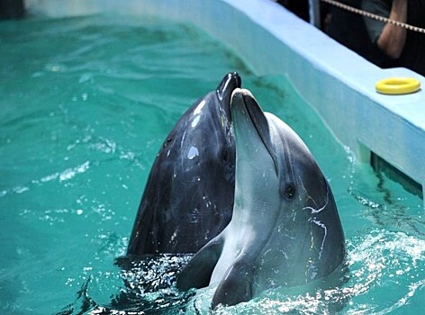 Серые дельфины добывают еду по плану