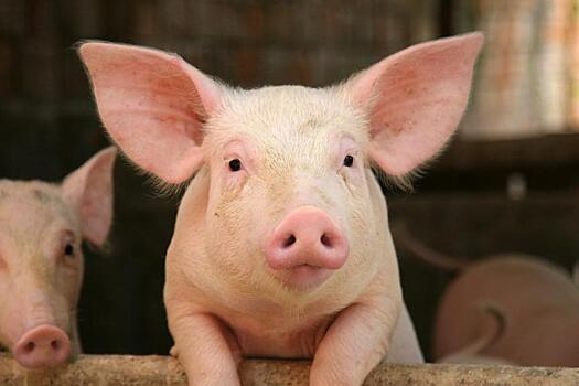 В крупой реке Китая нашли гниющие свиные туши