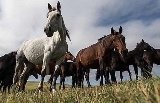 В Туве проводят генетическое исследование лошадей местной породы