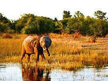 Власти Зимбабве пригласили блогеров из ОАЭ для привлечения туристов