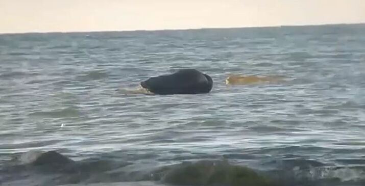 Очевидцы сняли на видео тюленя на мысе Таран
