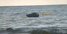 Очевидцы сняли на видео тюленя на мысе Таран
