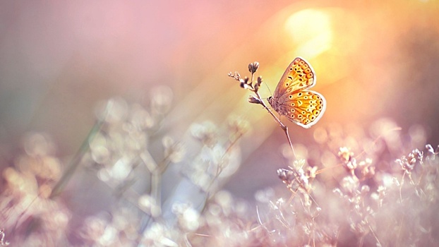 «Переключатель» для смены сезонного наряда нашли в ДНК бабочек