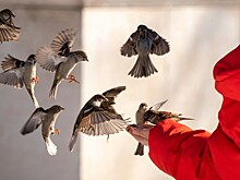 В России начали пропадать воробьи. Почему это очень плохо