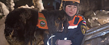 В Новосибирске ушел на пенсию 12-летний пес-спасатель Семаргл