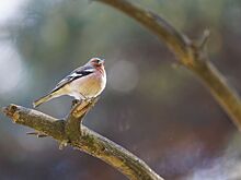 Орнитологи столичного Департамента природопользования составили календарь отлета птиц