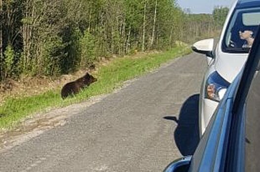 Возле Ханты-Мансийска замечены три медведя. Соцсети пестрят фото