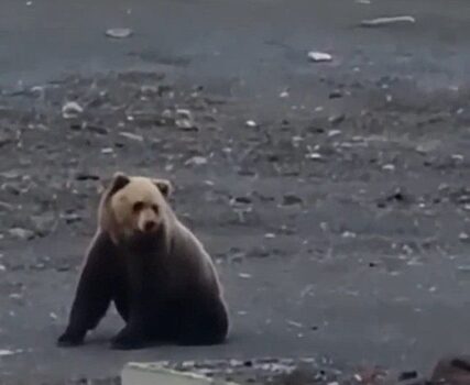 В Норильске застрелили вышедшего к людям медведя