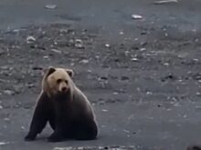 В Норильске застрелили вышедшего к людям медведя