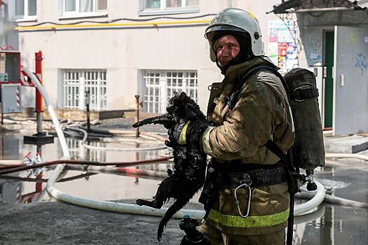 В Чебоксарах пожарный вынес кота из сгоревшей квартиры и вернул его к жизни