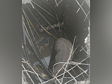Асфальт провалился на кемеровском тротуаре