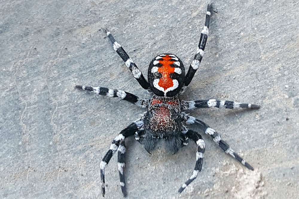 От каракурта до тарантула: Какие уральские пауки наиболее опасны -  Рамблер/новости