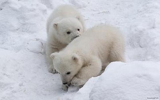 Зоопарк Новосибирска предлагает угадать пол белых медвежат
