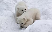 Зоопарк Новосибирска предлагает угадать пол белых медвежат