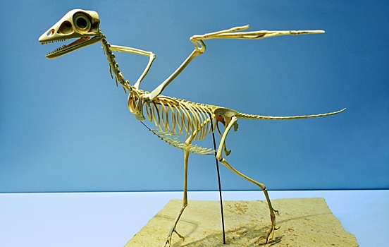 Ученые выяснили, как птерозавры научились летать