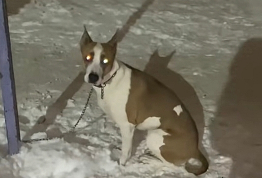 Еще одну собаку бросили на детской площадке в Омске: приют ищет ей новый дом