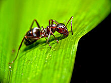 Ученые определили роли отдельных особей в муравейнике
