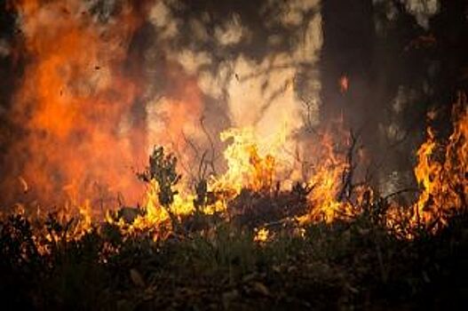 Еще один лесной пожар зафиксирован в Нижегородской области