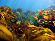 Ученые МГУ провели исследование родственных связей ящериц из рода Круглоголовок