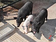 Калининградцам выплатят 106 млн за уничтожение животных из-за африканской чумы свиней