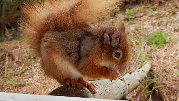 В Британии обнаружили "живую" средневековую проказу