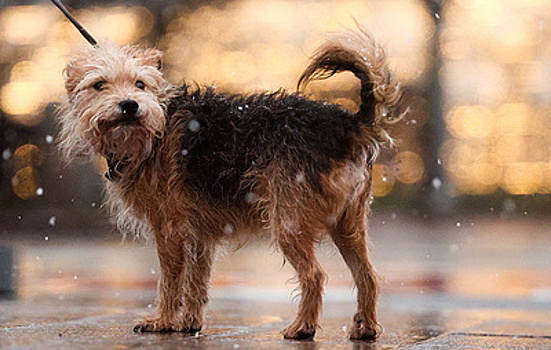 В Петербурге просят разработать меры по снижению влияния реагентов на животных